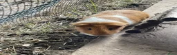 Guinea Pig rodents for sale: 2 pairs of guinea pigs  - Advert 9