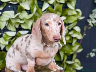 Miniature Dachshund dogs Award Winning Breeder - KC Stunning boys - Advert 1