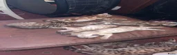 Bengal cats for sale: 🐾 Stunning TICA Registered Bengal Kittens 🐾 - Advert 7