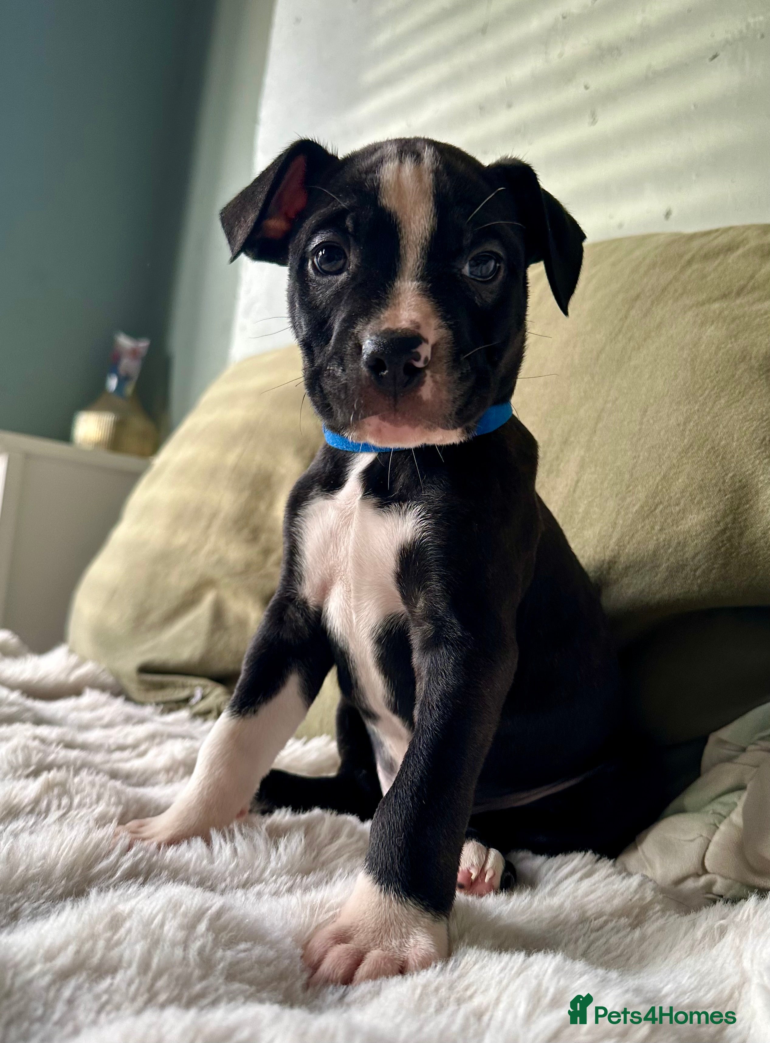 Mixed Breed dogs AVAILABLE NOW Olde English Bulldogge/Staffy Collie - Advert 1