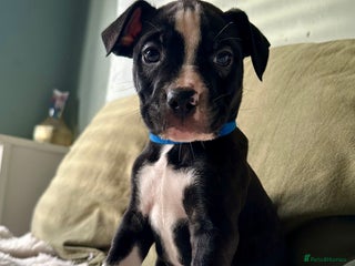 Mixed Breed dogs AVAILABLE NOW Olde English Bulldogge/Staffy Collie - Advert 1