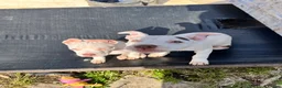 Mixed Breed dogs for sale: American bull staff   - Advert 3