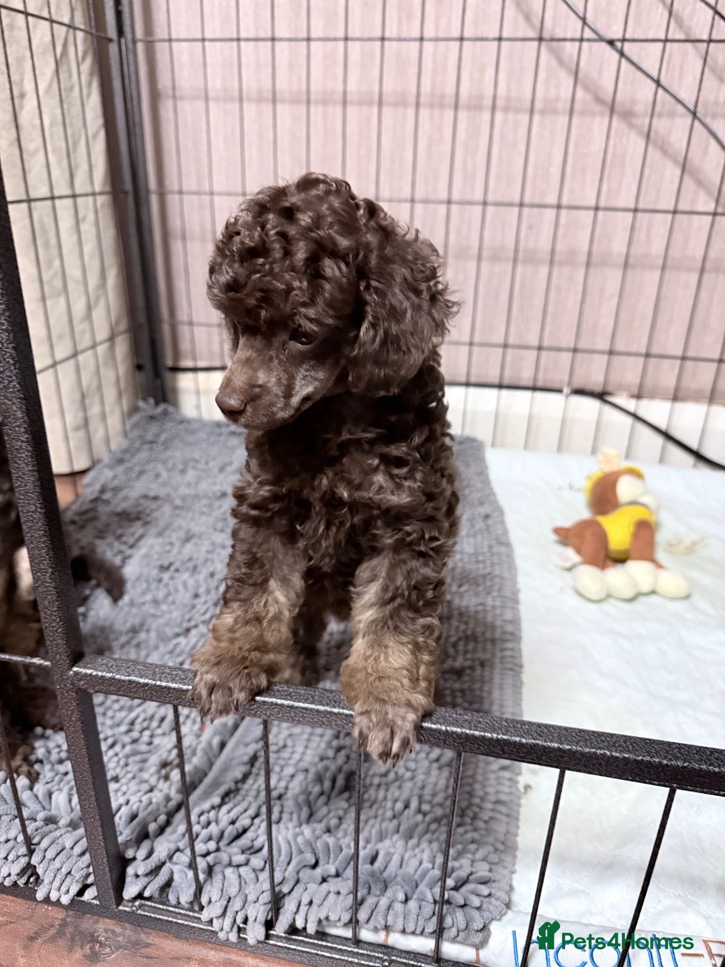 Toy Poodle dogs Brown Phantom Kc reg toy poodle DNA CLEAR - Advert 1