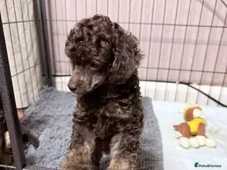 Toy Poodle dogs Brown Phantom Kc reg toy poodle DNA CLEAR - Advert 1