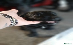 Labradoodle dogs for sale: Labradoodle double doodle pups ready 9th November  - Image 5