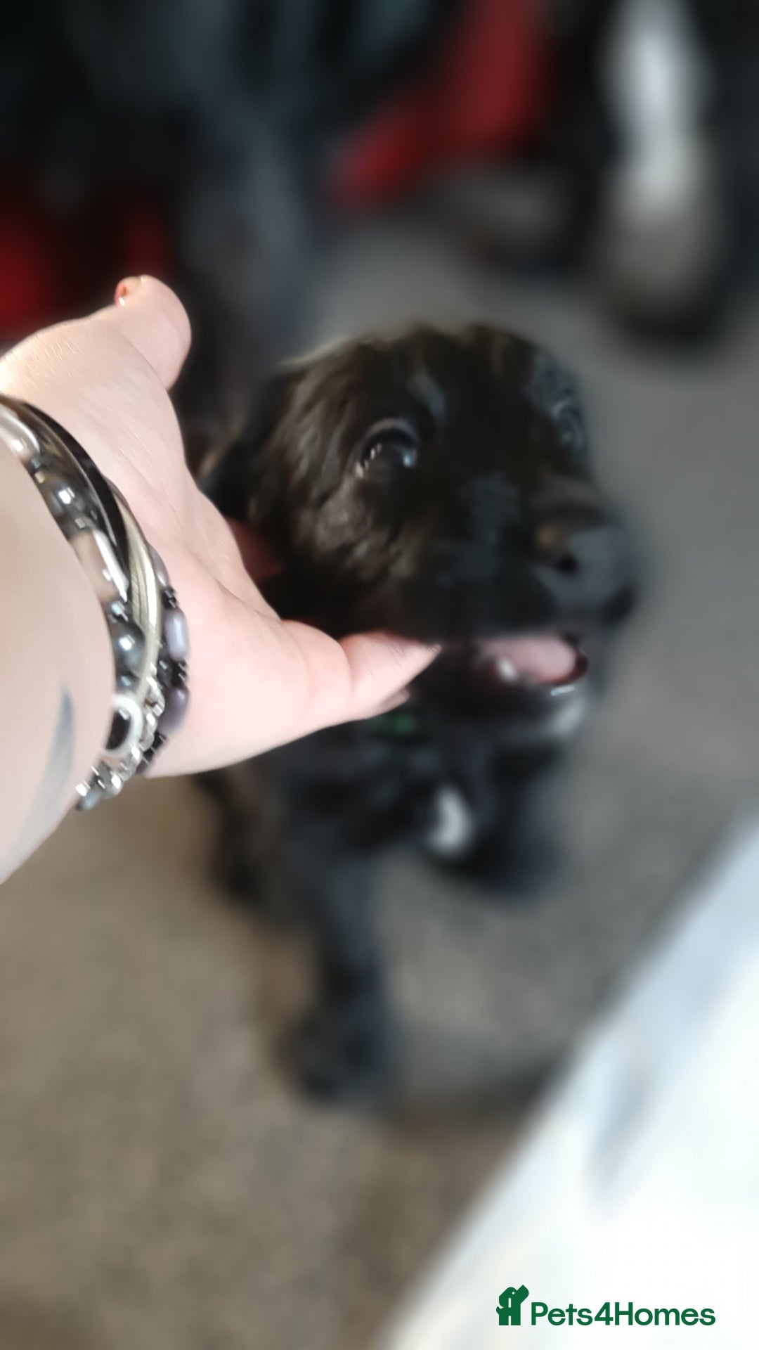 Labradoodle dogs for sale: Labradoodle double doodle pups ready 9th November  - Image 5