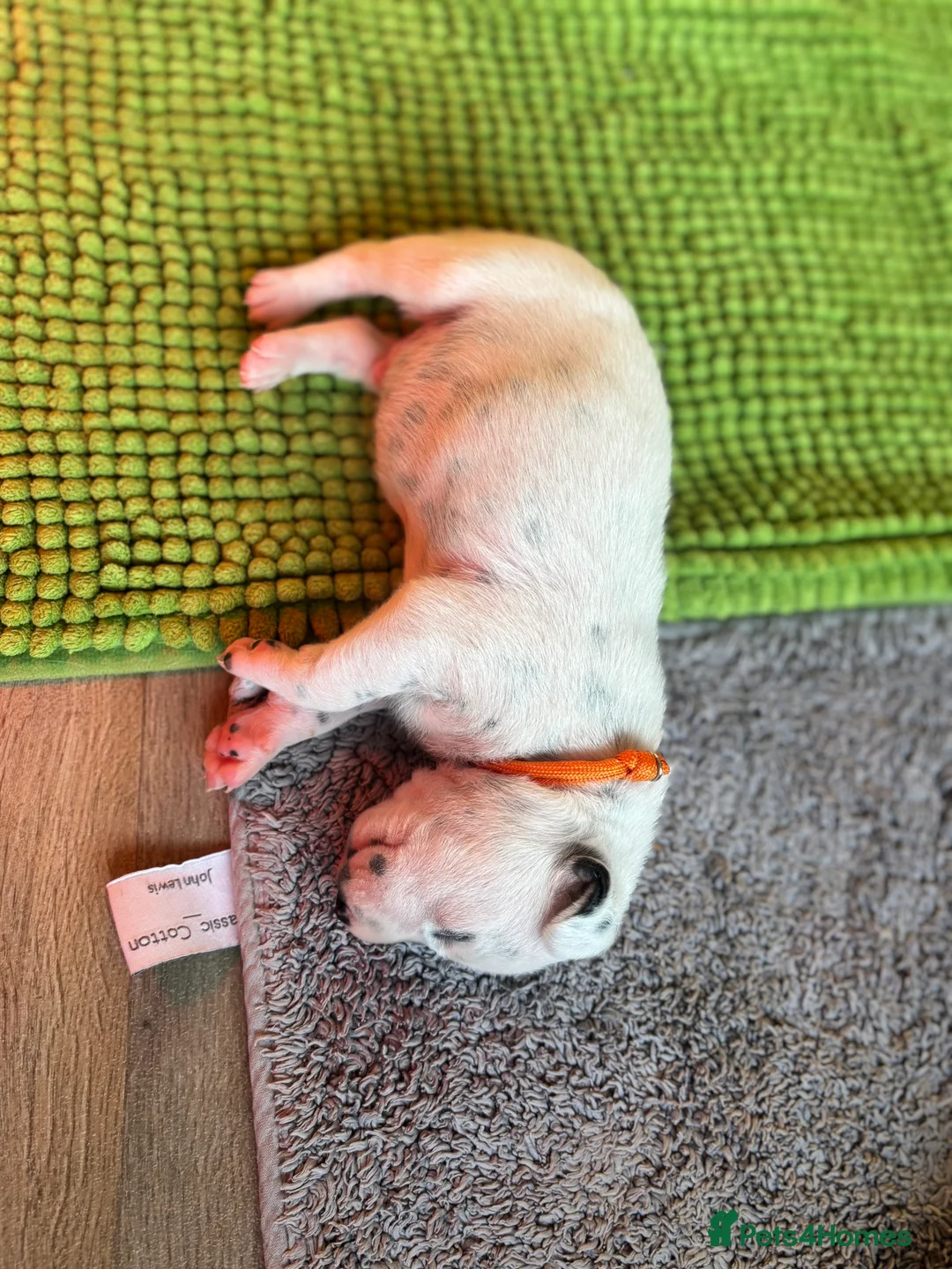 Dalmatian dogs for sale: Dalmatians BOY Left  - Advert 9