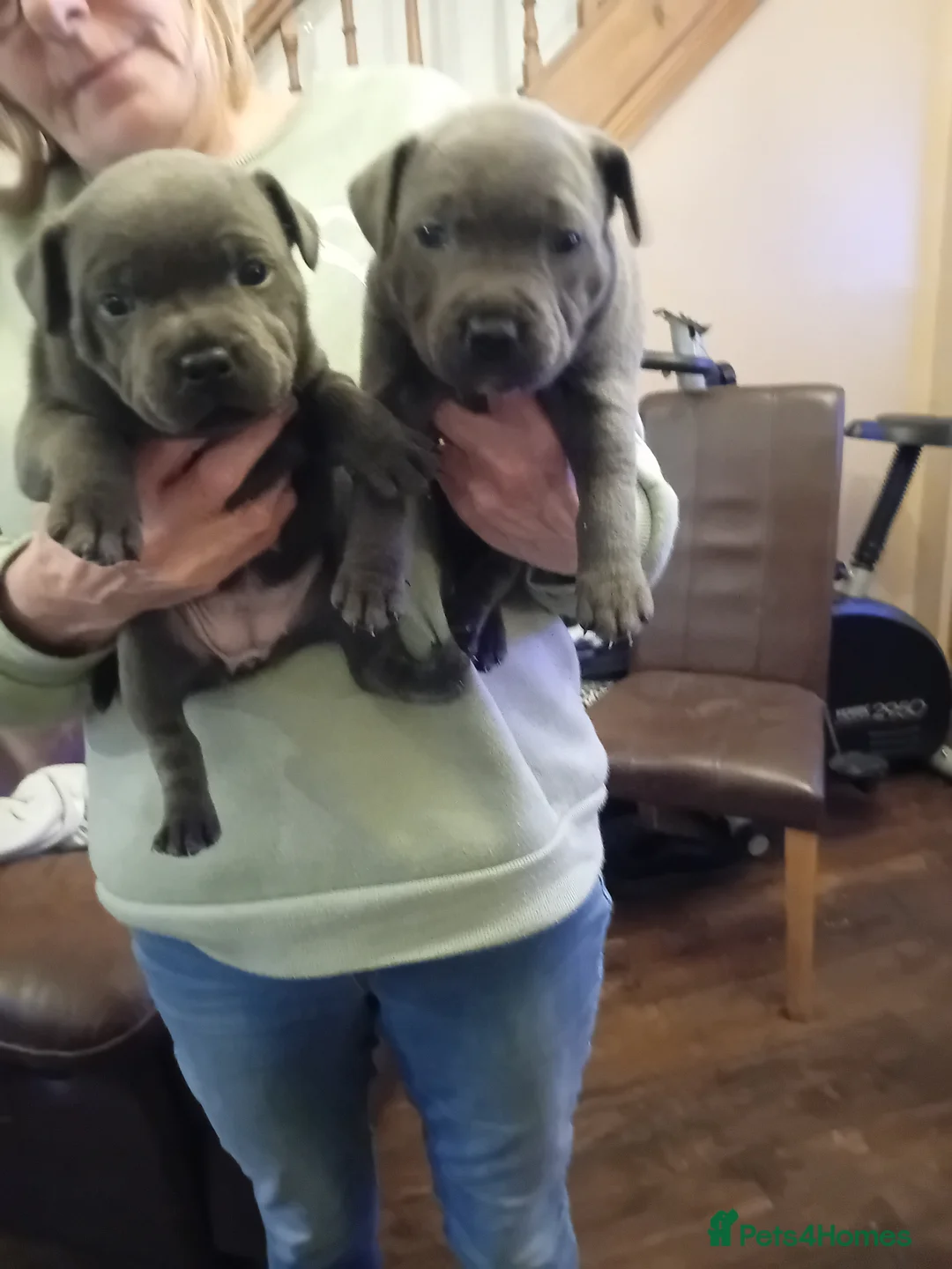 Staffordshire Bull Terrier dogs for sale: KC reg blue Staffordshire bull terrior  - Advert 17
