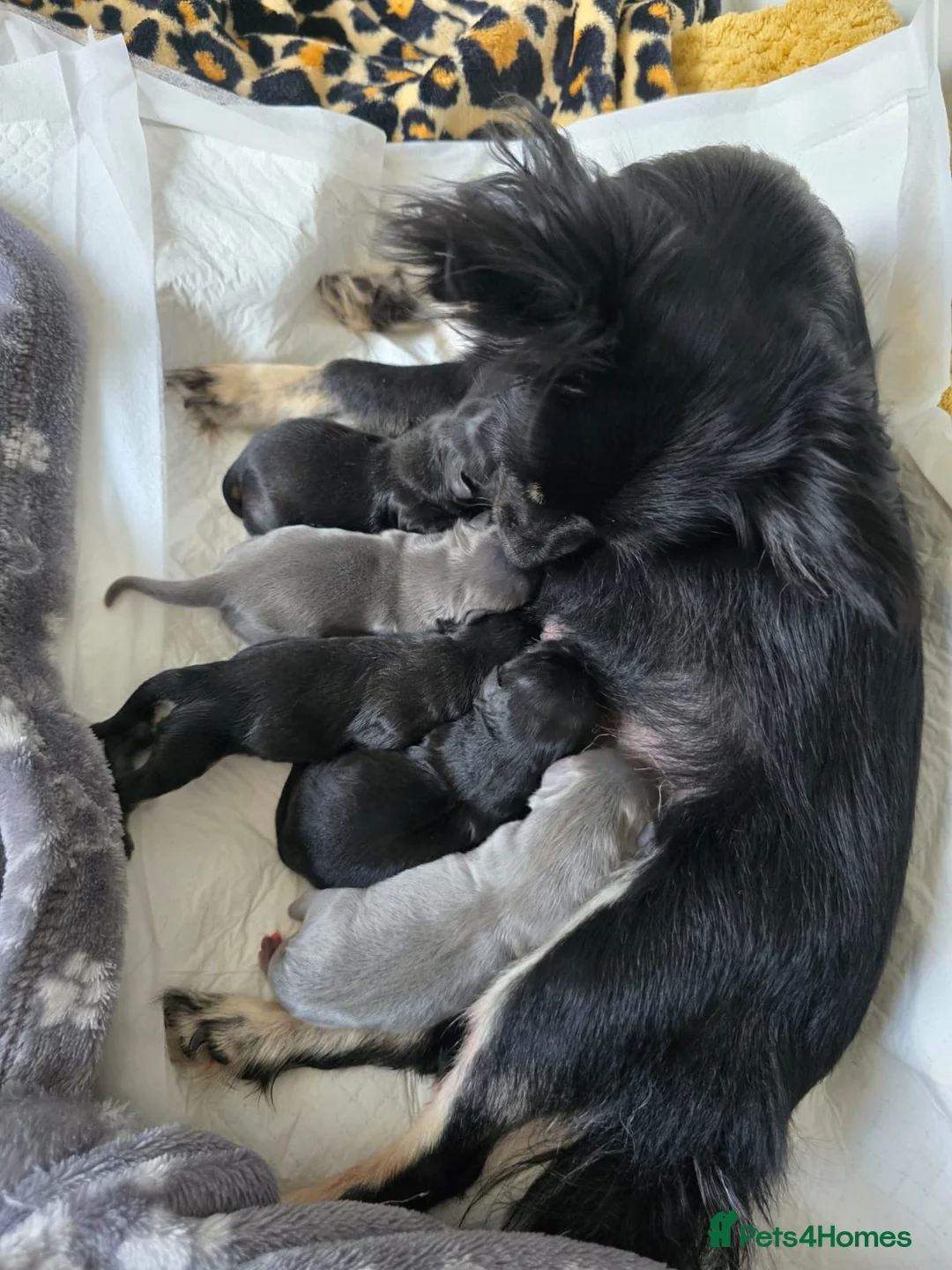 Chihuahua dogs for stud: Lilac and tan Russian import stud dog DNA tested in Rotherham - Advert 38