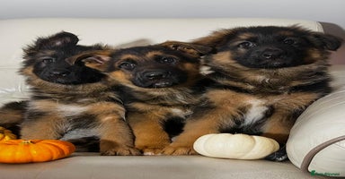 German Shepherd dogs - Advert 3