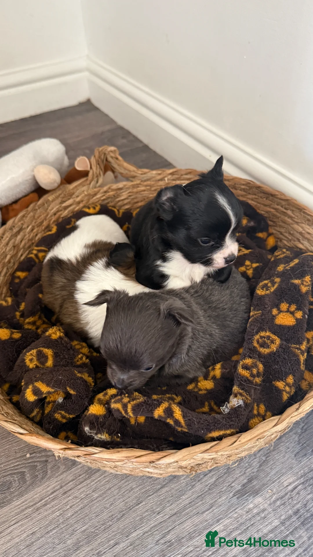 Chihuahua dogs for sale: Long haired Blue chihuahua boy - Advert 16