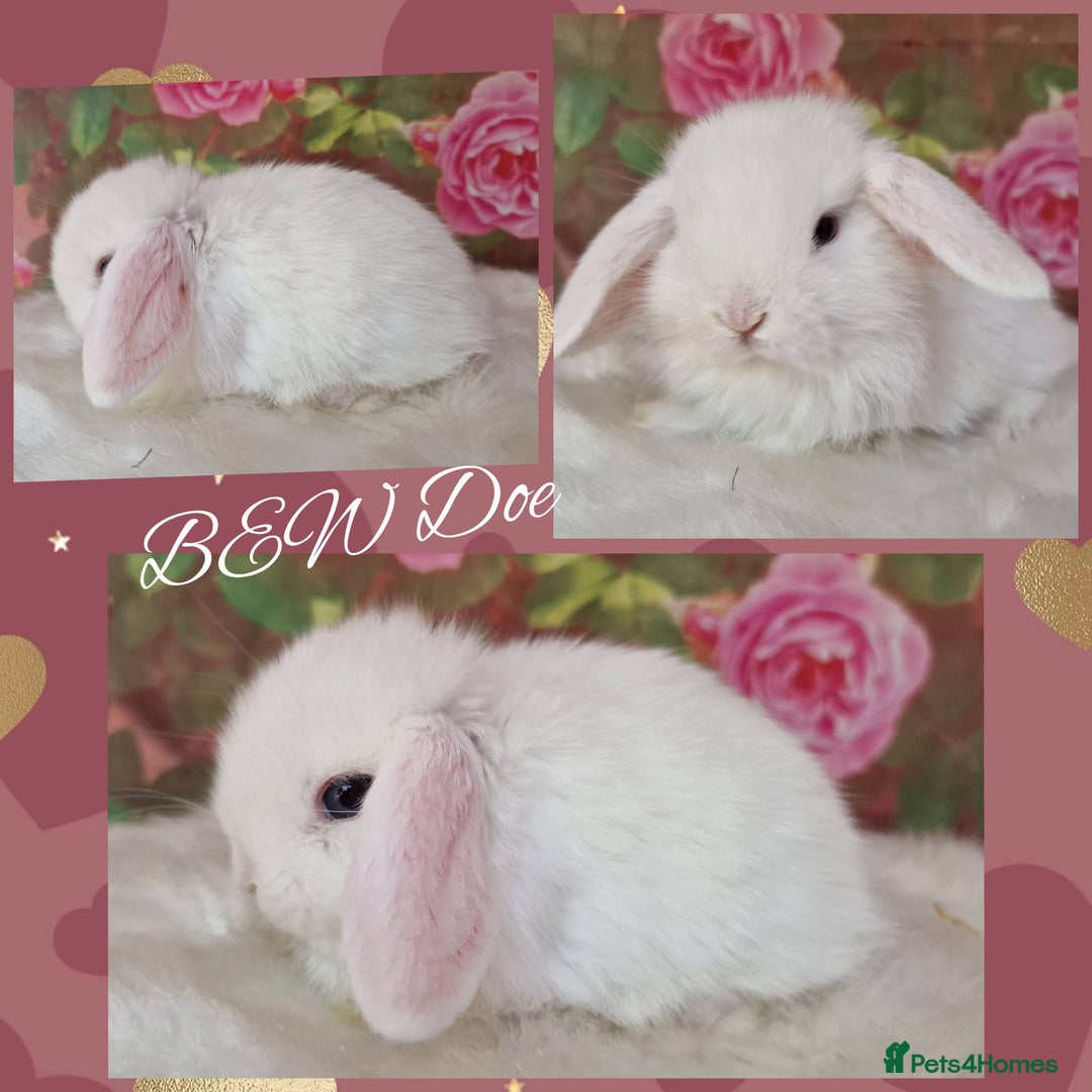 Mini Lop rabbits for sale: Pure Mini lops ready now - Image 2