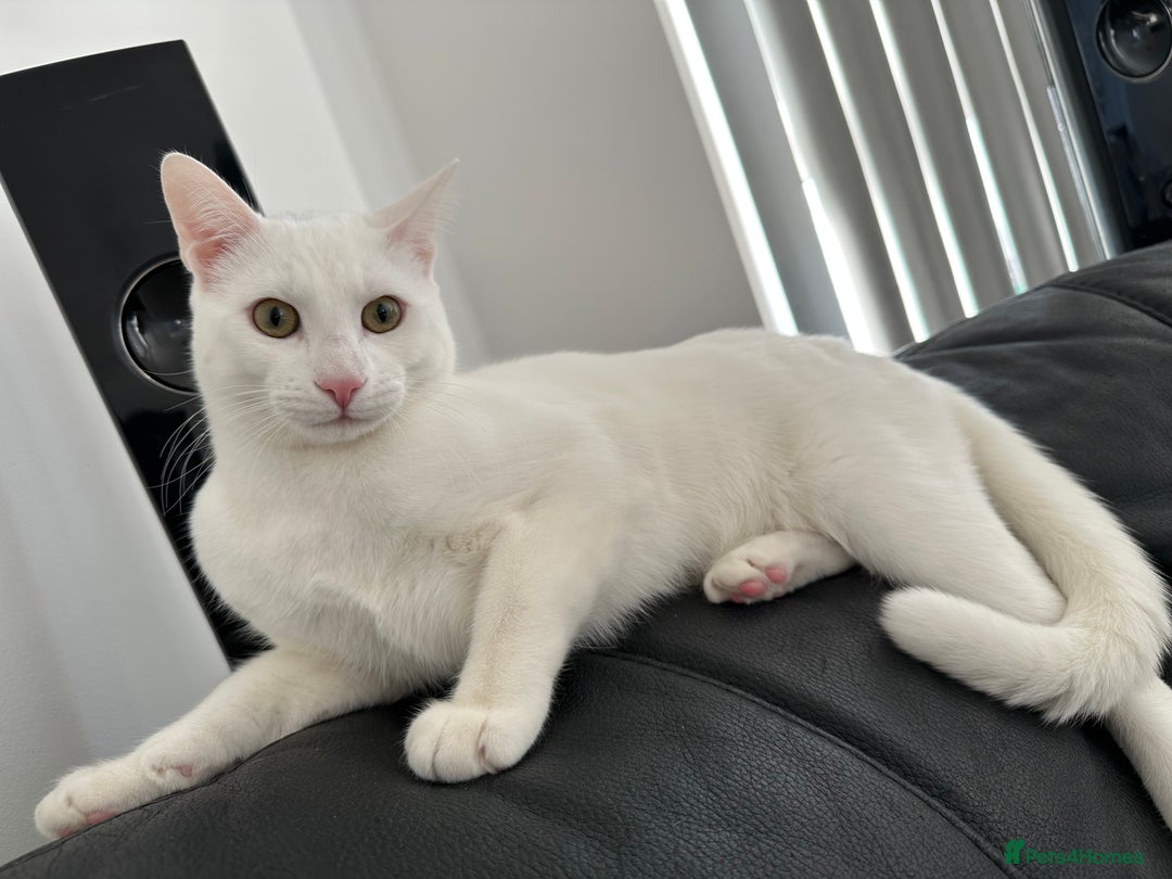 Turkish Angora cats for sale: Snowy  - Advert 4