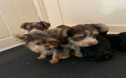 Biewer Terrier dogs for sale: Stunning Biewer Terrier puppies - Image 6