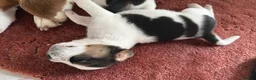 Beagle dogs for sale:     Stunning Beagle Puppies – 4 Boys & 4 Girls - Advert 11