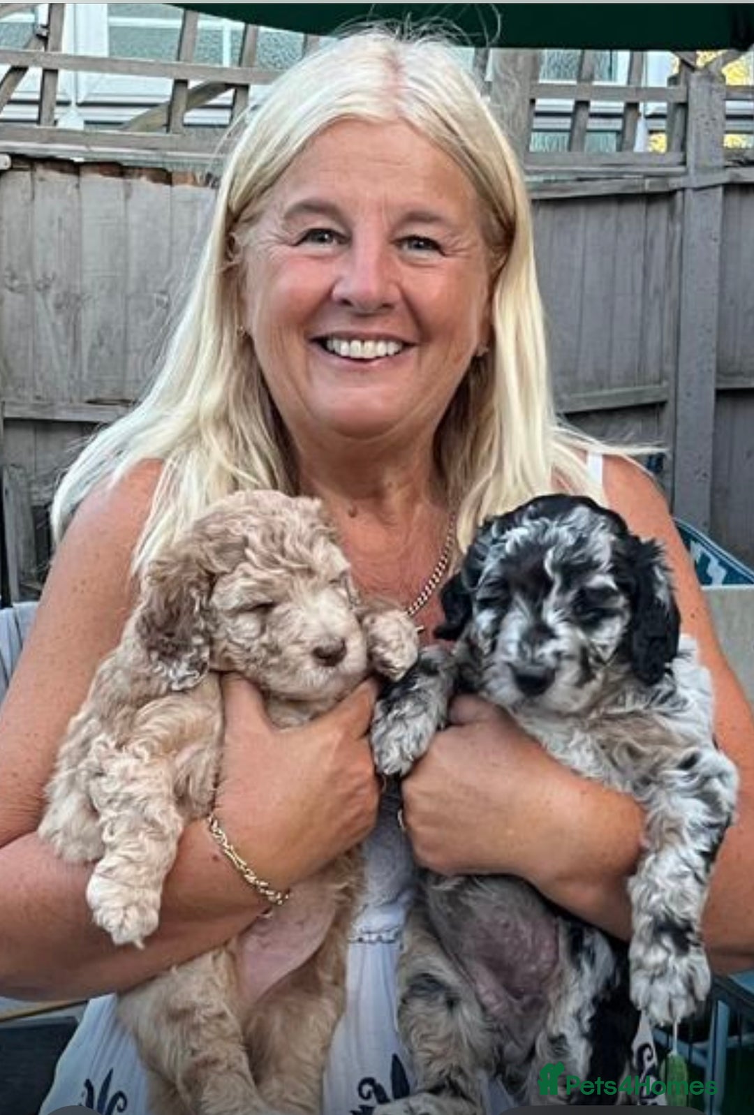 Goldendoodle dogs for sale: Moyen golden doodle just 1 left  - Image 13