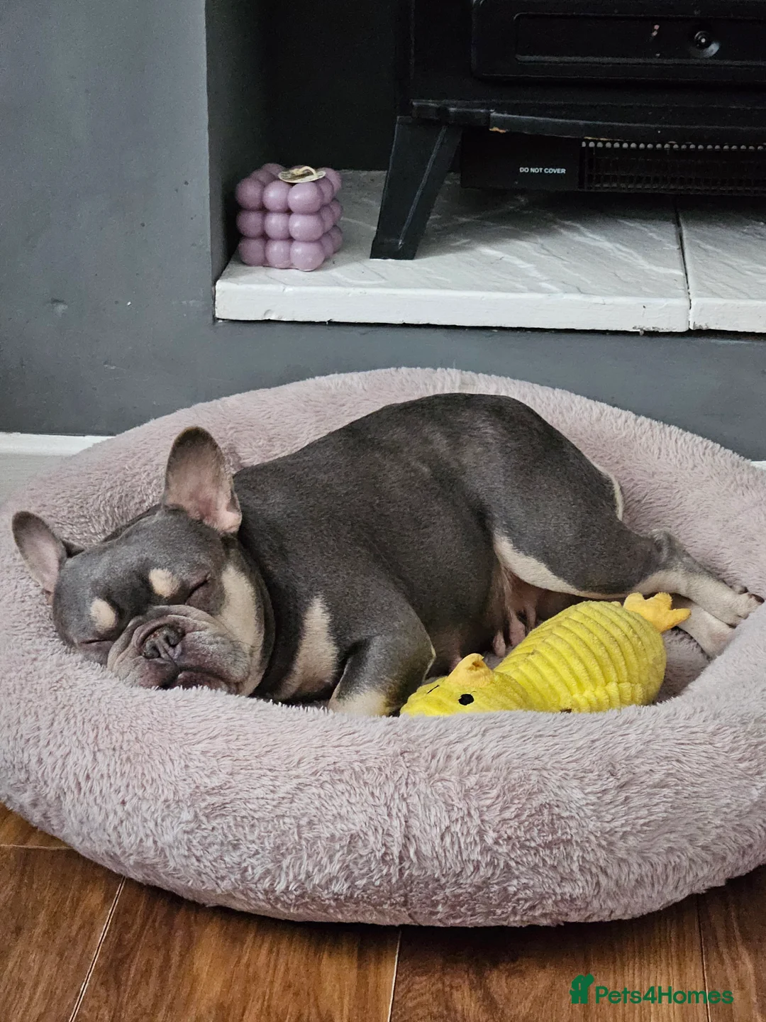 French Bulldog dogs for sale: Lovely frenchie girl looking for forever home - Advert 2