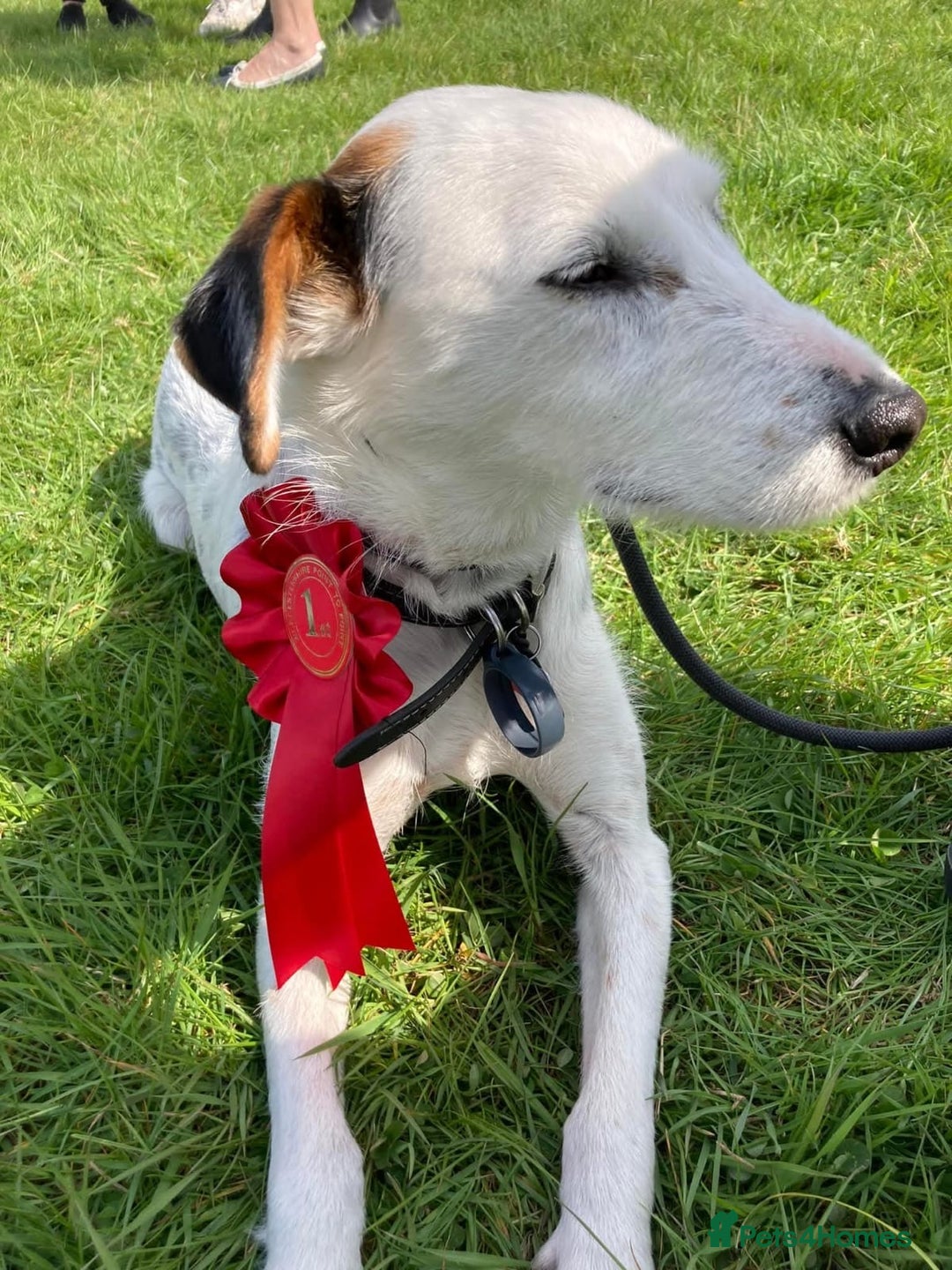 Mixed Breed dogs for adoption: Callie Looking For Her Forever Home - Image 1