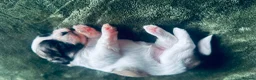Shih Tzu dogs for sale: 🐾 Beautiful Pure Shih Tzu Puppies Ready Soon 🐾 - Advert 10