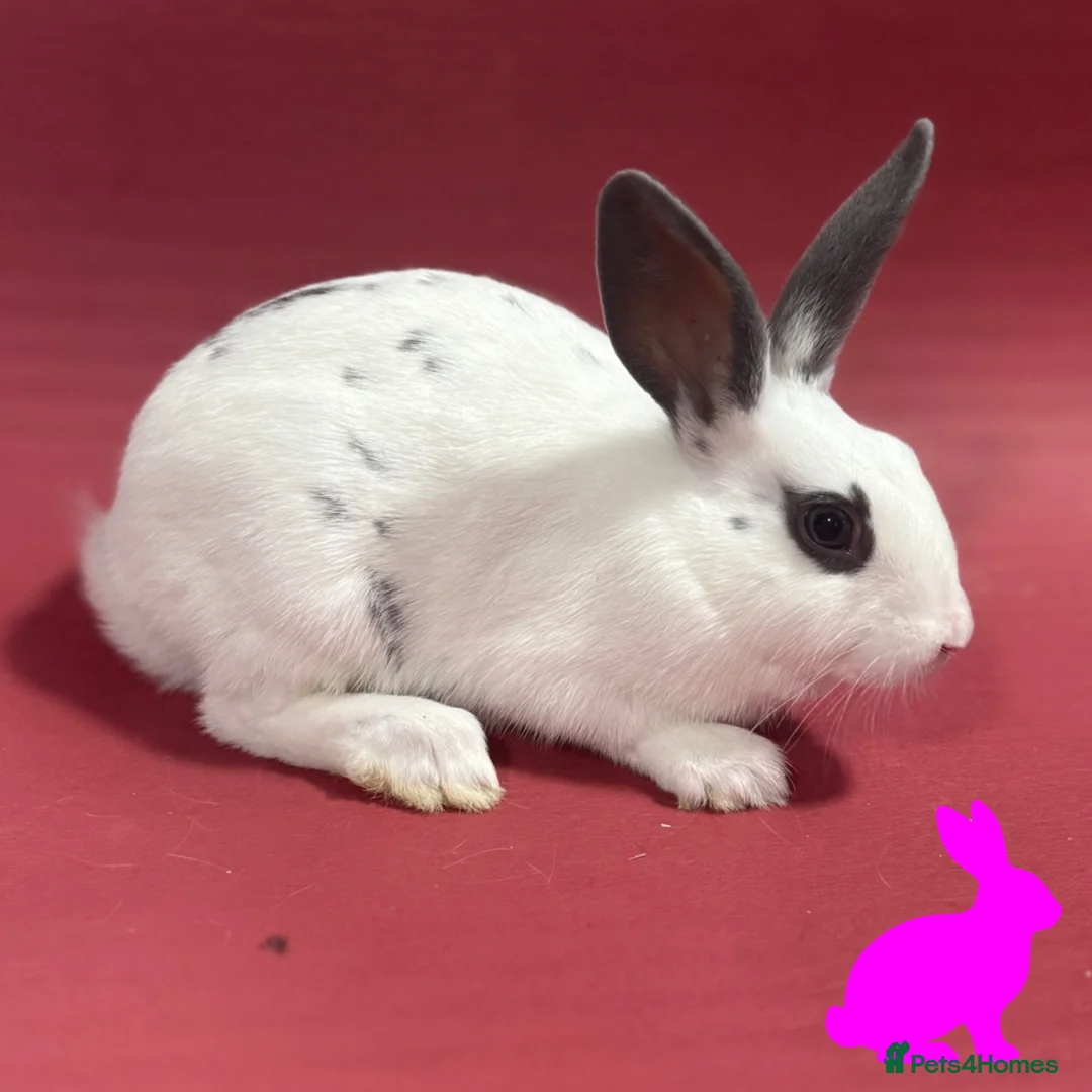 English Spot rabbits for sale: English spot kits ready now - Advert 4