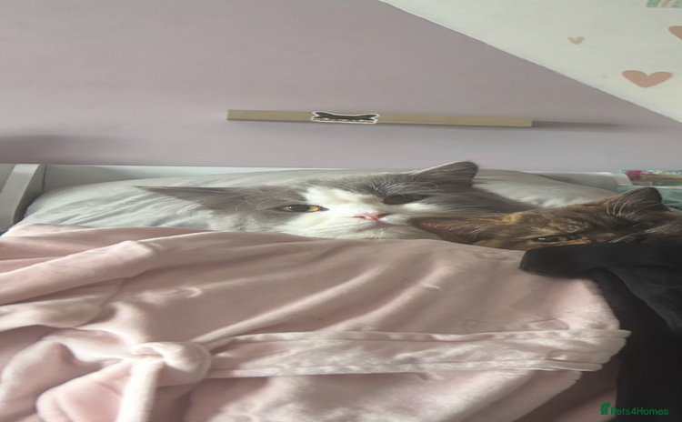 British Longhair cats - Advert 6