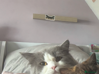 British Longhair cats for sale - Advert 1