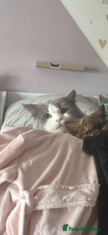 British Longhair cats - Advert 1