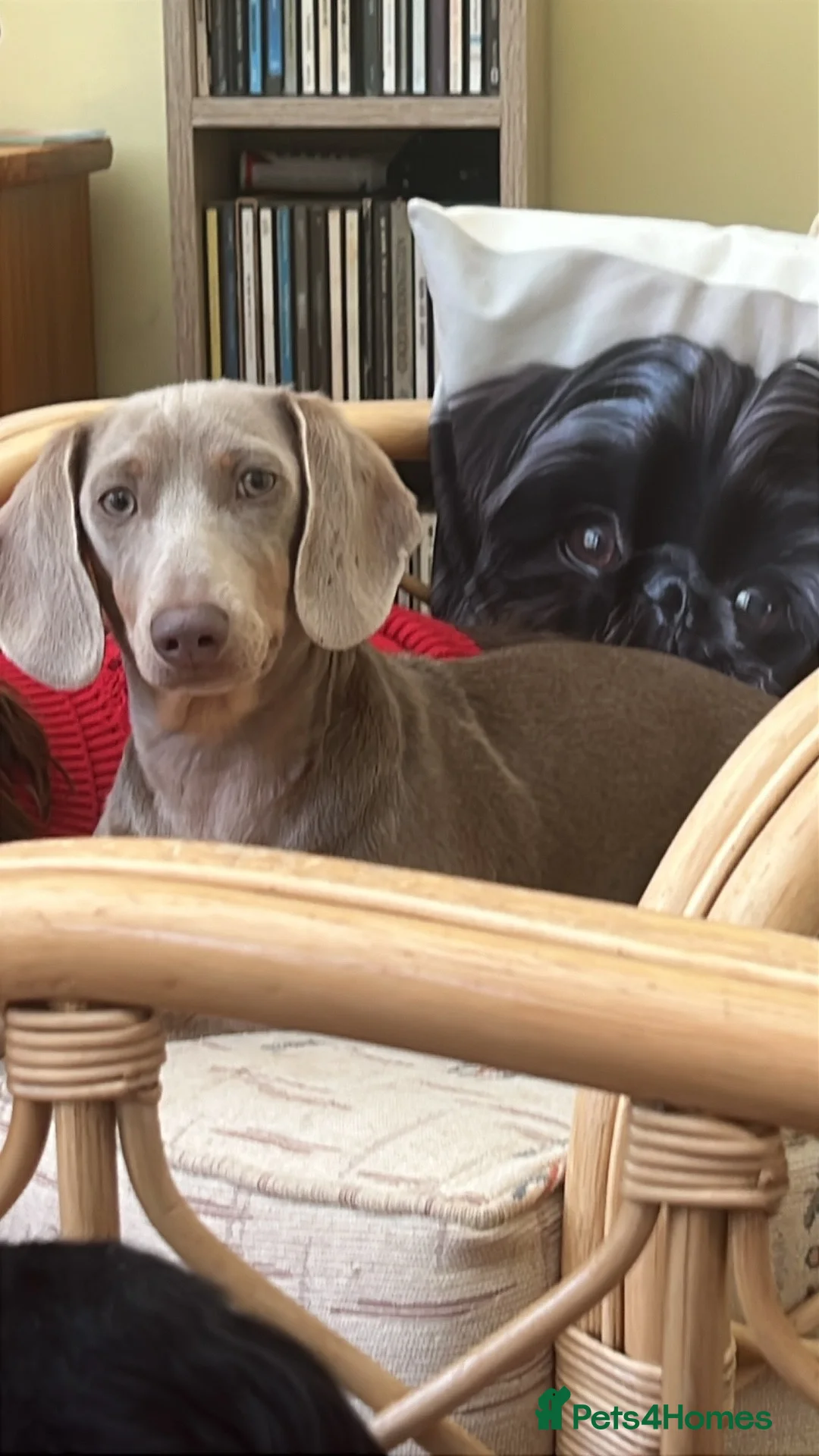 Deerhound dogs for sale: Standard dashound  - Advert 2