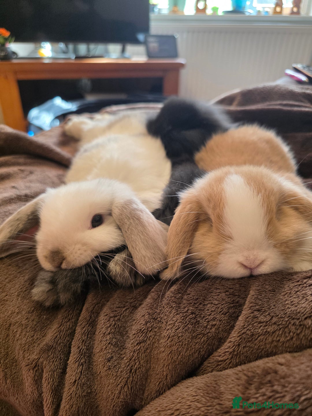 Mini Lop rabbits for sale: Beautiful mini x lion lop bunnies available now - Advert 1