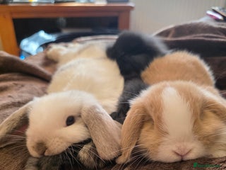 Mini Lop rabbits Beautiful mini x lion lop bunnies available now - Advert 1