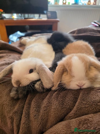 Mini Lop rabbits Beautiful mini x lion lop bunnies available now - Advert 1