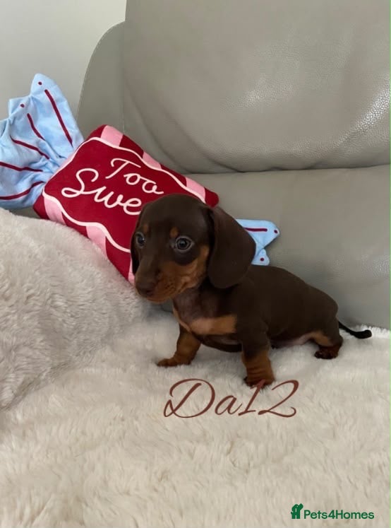 Miniature Dachshund dogs 4 True miniature dachshund boys  - Advert 15