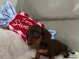 Miniature Dachshund dogs 4 True miniature dachshund boys - Advert 15