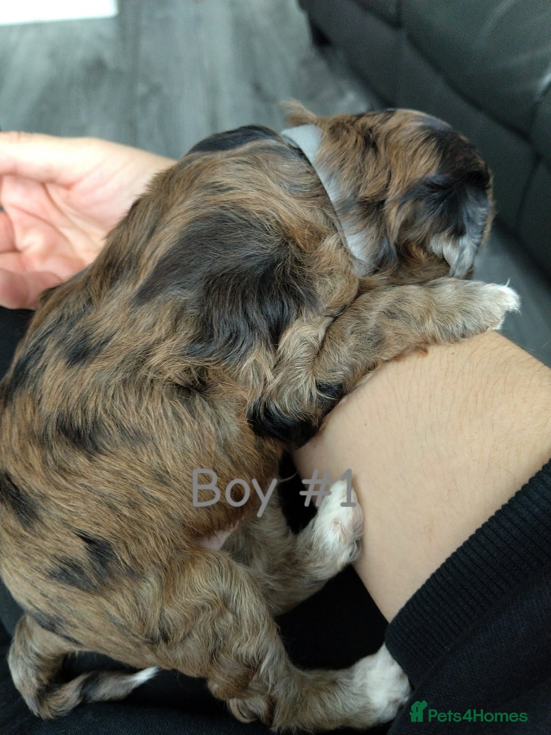 Poochon dogs for sale: Poochons💥 2 Beauties READY TO LEAVE NOW 💥  - Image 5