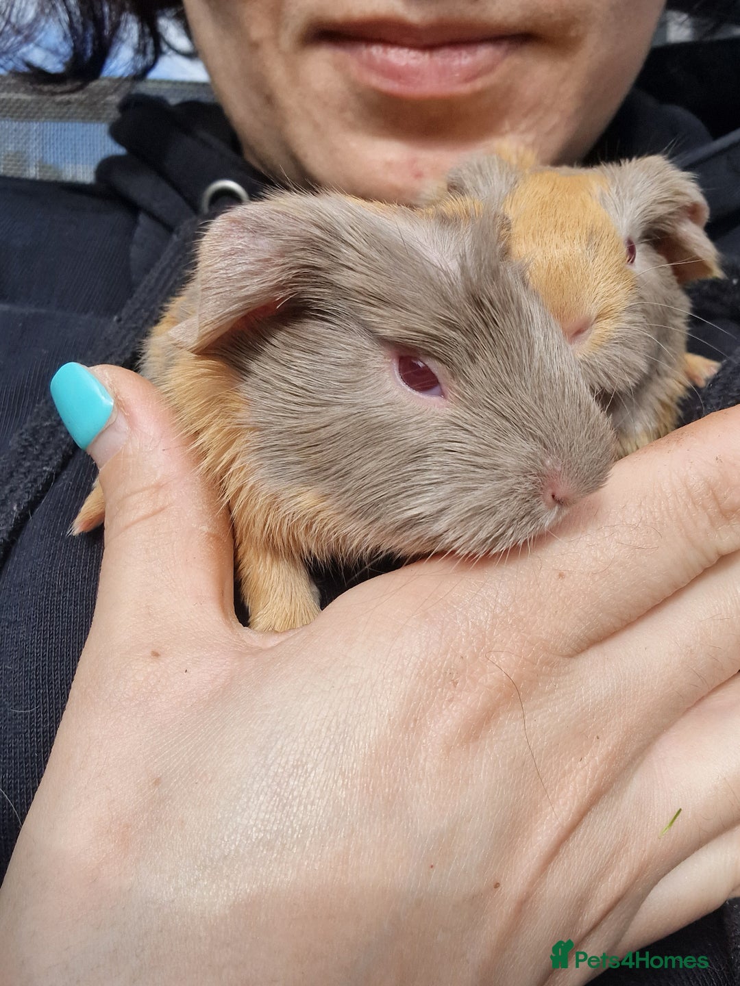 Guinea Pig rodents for sale: Two bond brothers / will ready end of oct  - Image 6
