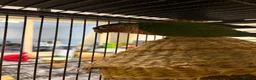 Conures birds for sale: Pineapple conure pair!! - Advert 13