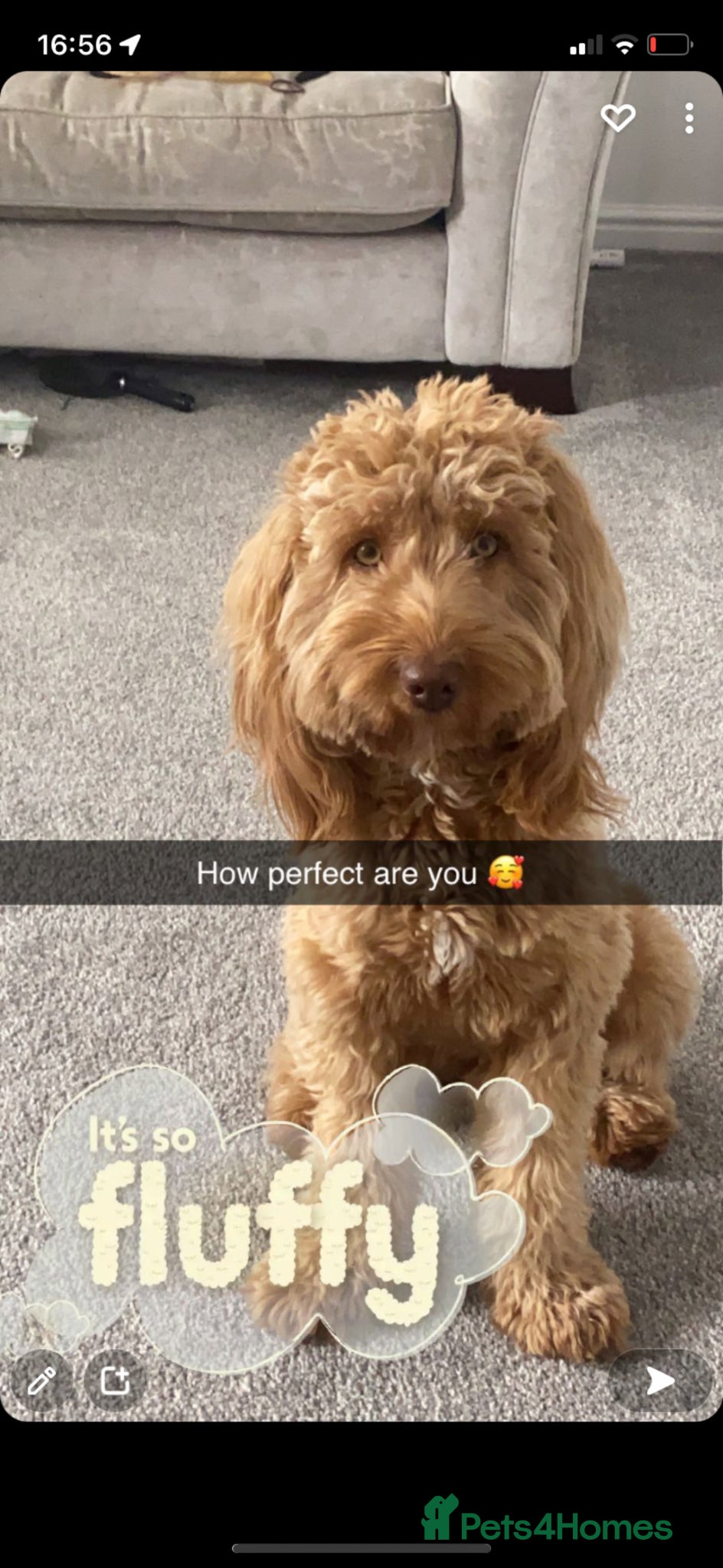Cockapoo dogs for sale: Toy cockapoos  - Advert 7