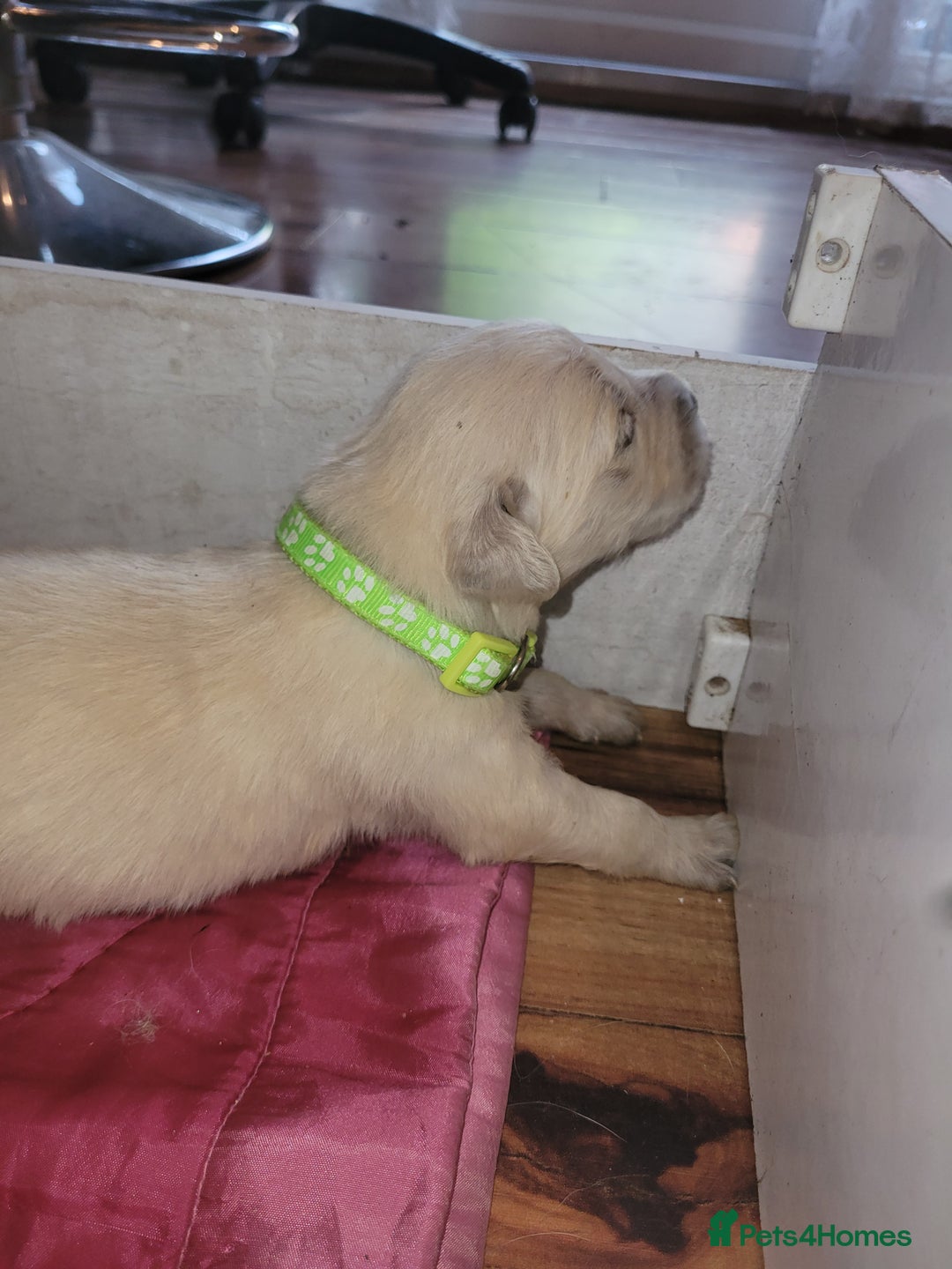 Golden Retriever dogs for sale: Golden Retriever - Advert 11