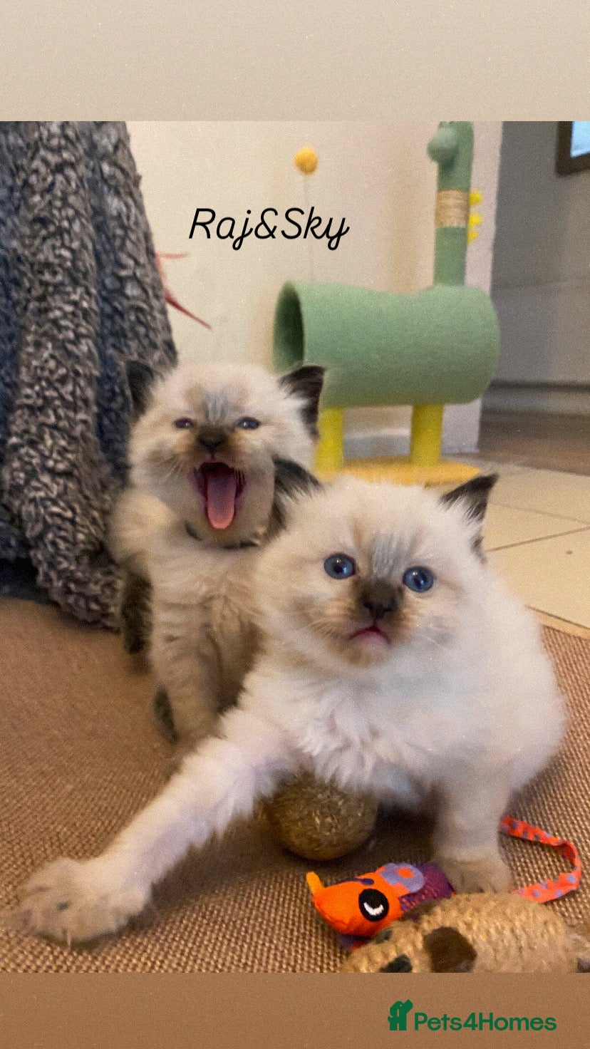 Ragdoll cats Pure breed ragdoll kittens  - Advert 9