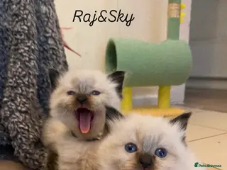 Ragdoll cats Pure breed ragdoll kittens - Advert 9