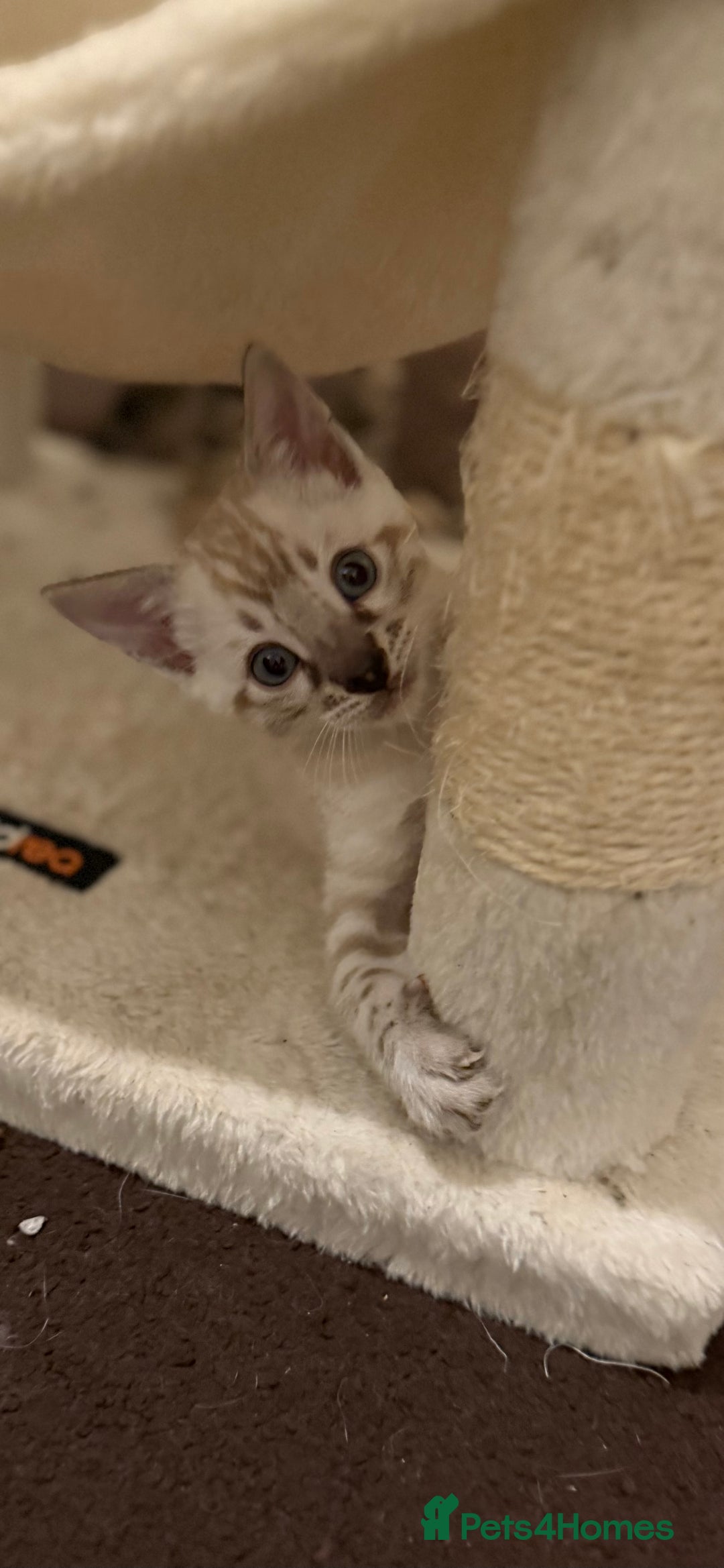 Bengal cats for sale: 🩶 BENGAL 🔥 KITTENS 🤍 TICA REGISTERED  - Advert 29