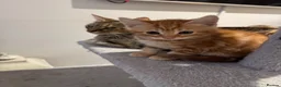 Mixed Breed cats for sale: Gorgeous Ginger & Fluffy Tabby Kittens - Advert 8