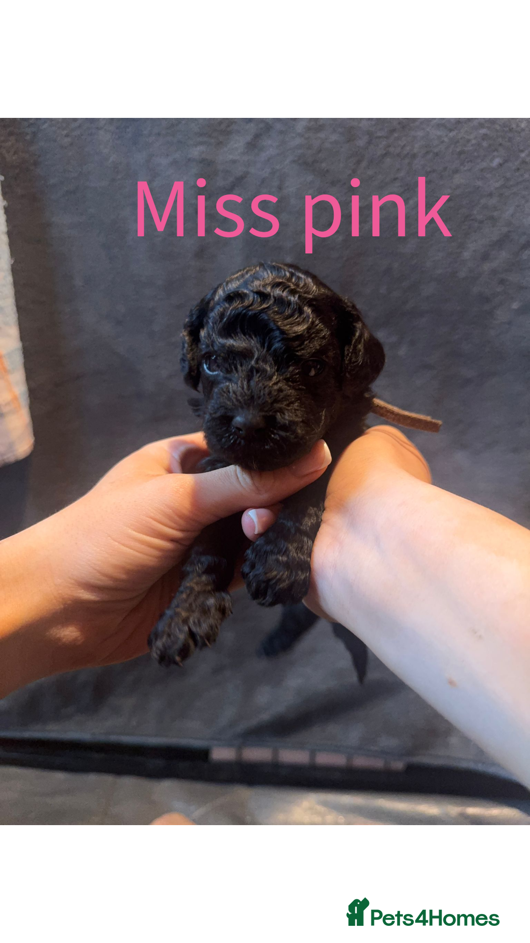 Australian Labradoodle dogs for sale: Extensively health tested Austrailian Labradoodles - Advert 22