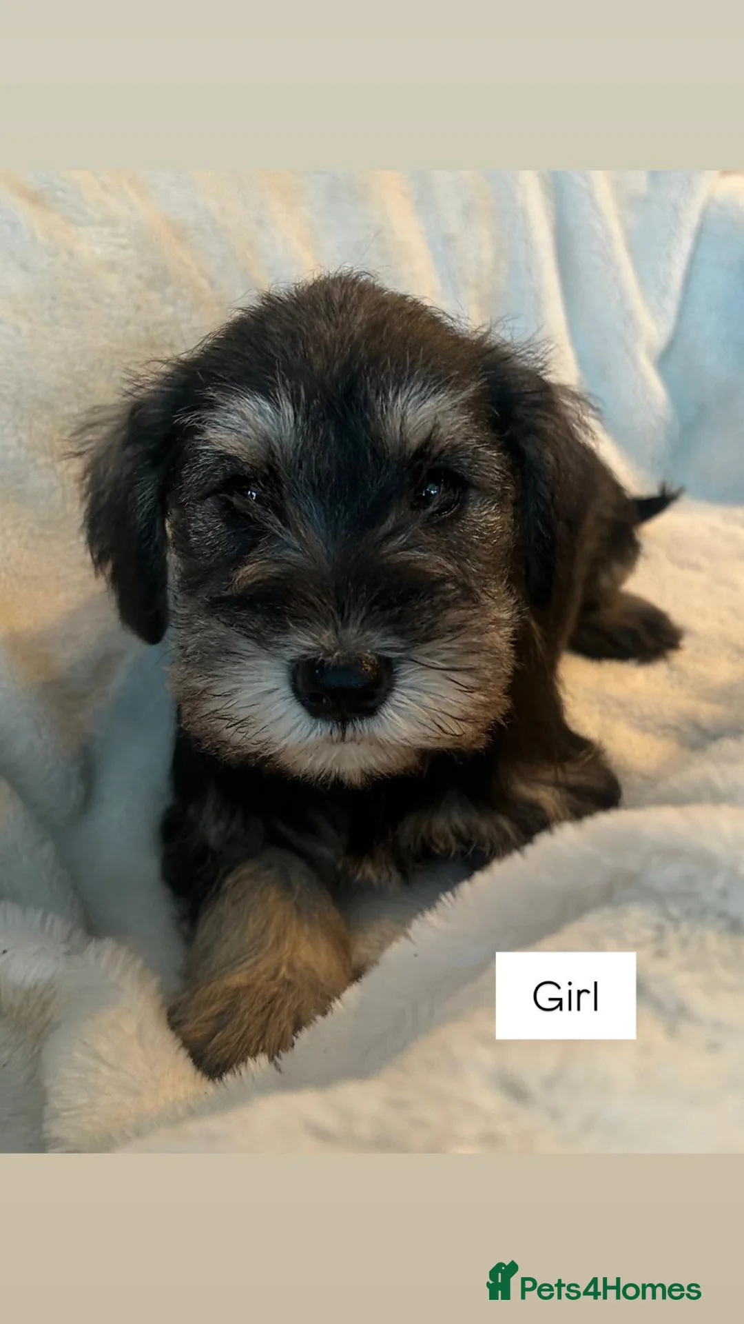 Miniature Schnauzer dogs for sale: KC registered Minature schnauzer puppies - Advert 4