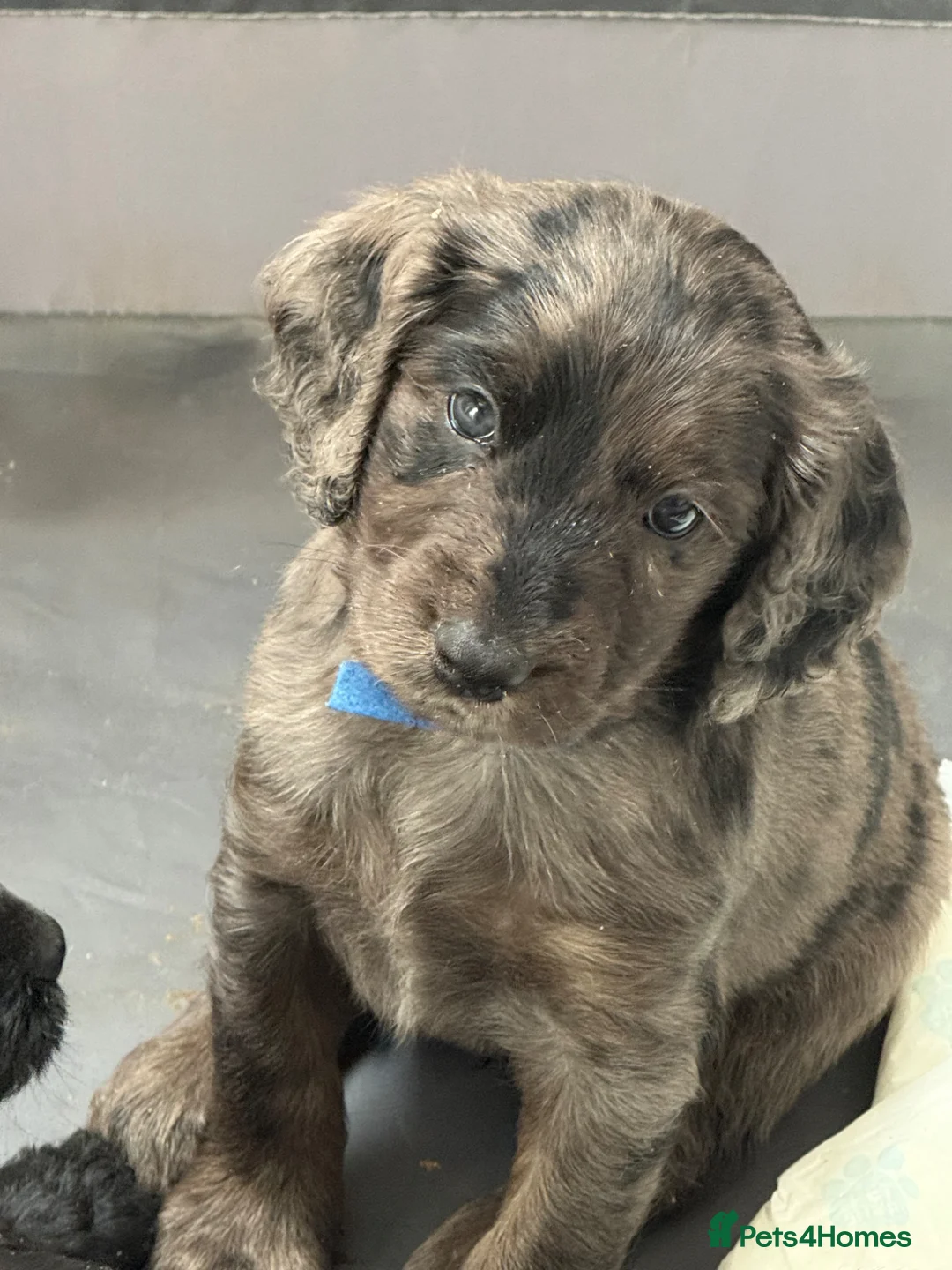 Cockapoo dogs for sale: Beautiful F2 cockapoos - Advert 2