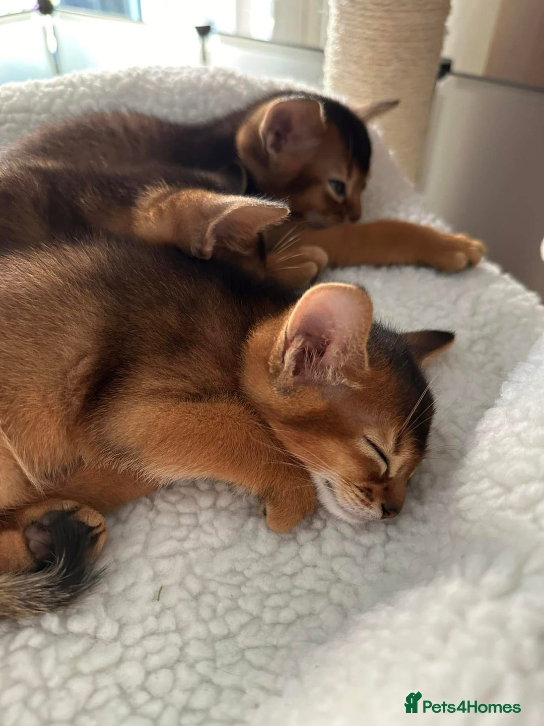 Abyssinian cats for sale: Pure Abyssinian kittens 💝 - Image 15