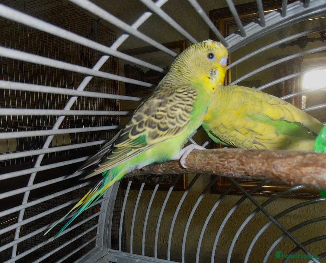 Budgerigars birds for sale: Two Young Male Budgies - Image 5