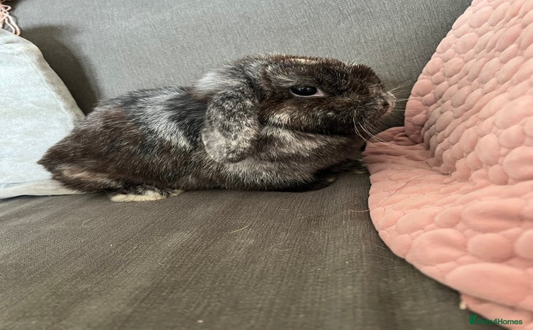 Mini Lop rabbits - Advert 2