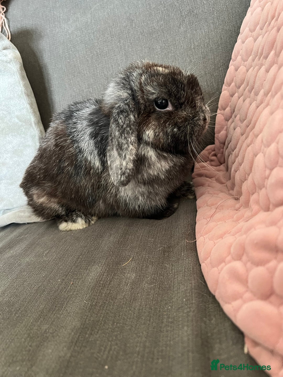 Mini Lop rabbits for sale: Beautiful Mini Lop female for sale - Image 1