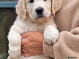 Golden Retriever dogs KC Registered Golden Retriever Puppies - Advert 2